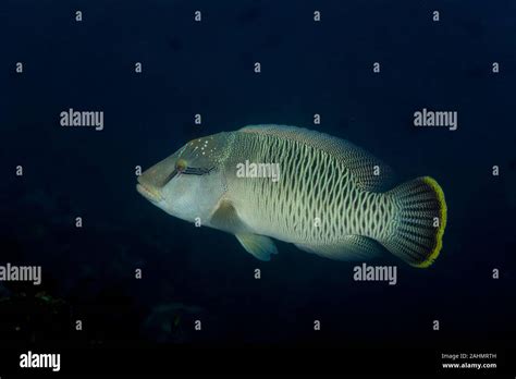 Napoleonfish .